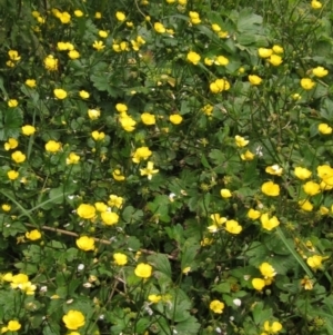 Ranunculus repens at Macgregor, ACT - 27 Nov 2022