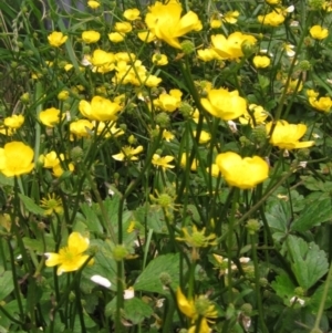 Ranunculus repens at Macgregor, ACT - 27 Nov 2022