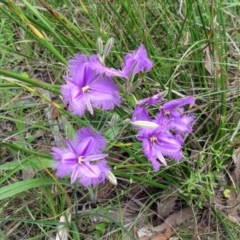 Thysanotus tuberosus (Common Fringe-lily) at Hawker, ACT - 27 Nov 2022 by sangio7