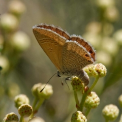 Nacaduba biocellata (Two-spotted Line-Blue) at Mount Ainslie - 25 Nov 2022 by DPRees125