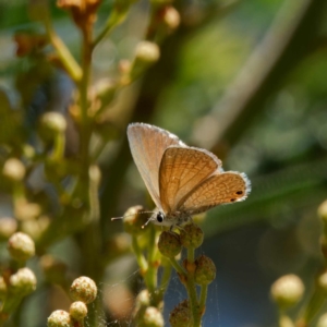 Nacaduba biocellata at Ainslie, ACT - 25 Nov 2022