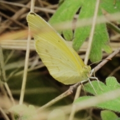 Eurema smilax (Small Grass-yellow) at Tidbinbilla Nature Reserve - 27 Nov 2022 by JohnBundock