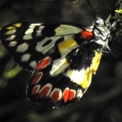 Delias aganippe (Spotted Jezebel) at Paddys River, ACT - 27 Nov 2022 by JohnBundock