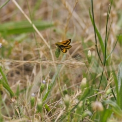 Ocybadistes walkeri (Green Grass-dart) at Higgins Woodland - 27 Nov 2022 by Trevor