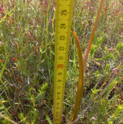 Thelymitra megcalyptra (Swollen Sun Orchid) at Sutton, NSW - 14 Nov 2022 by mlech