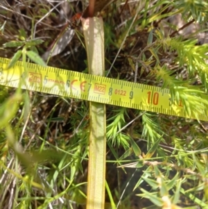 Thelymitra megcalyptra at Sutton, NSW - suppressed