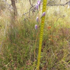 Thelymitra megcalyptra at Sutton, NSW - 14 Nov 2022