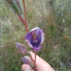 Thelymitra megcalyptra at Sutton, NSW - suppressed