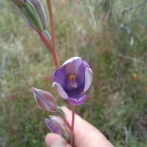 Thelymitra megcalyptra at Sutton, NSW - suppressed