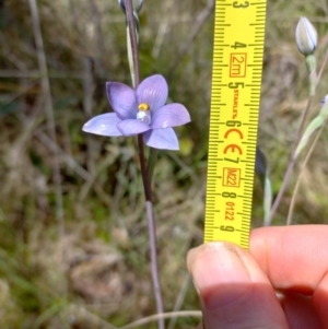 Thelymitra megcalyptra at Sutton, NSW - suppressed