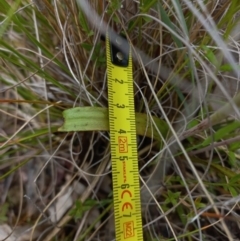 Thelymitra megcalyptra at Sutton, NSW - 14 Nov 2022