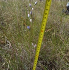 Thelymitra megcalyptra at Sutton, NSW - 14 Nov 2022