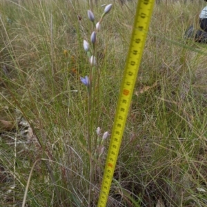 Thelymitra megcalyptra at Sutton, NSW - suppressed