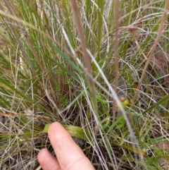 Thelymitra megcalyptra at Sutton, NSW - suppressed