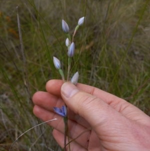 Thelymitra megcalyptra at Sutton, NSW - suppressed