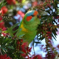 Glossopsitta concinna (Musk Lorikeet) at Coolah, NSW - 25 Nov 2022 by RobG1