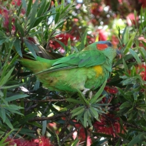 Glossopsitta concinna at Coolah, NSW - 25 Nov 2022