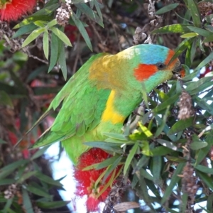 Glossopsitta concinna at Coolah, NSW - 25 Nov 2022