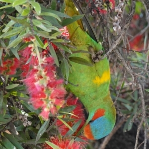 Glossopsitta concinna at Coolah, NSW - 25 Nov 2022