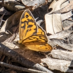 Heteronympha merope (Common Brown Butterfly) at Paddys River, ACT - 25 Nov 2022 by SWishart