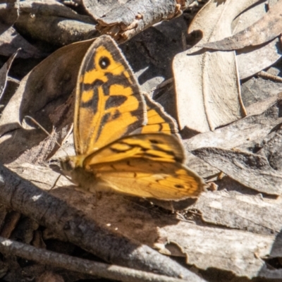 Heteronympha merope (Common Brown Butterfly) at Paddys River, ACT - 24 Nov 2022 by SWishart