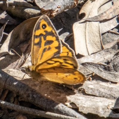 Heteronympha merope (Common Brown Butterfly) at Paddys River, ACT - 25 Nov 2022 by SWishart