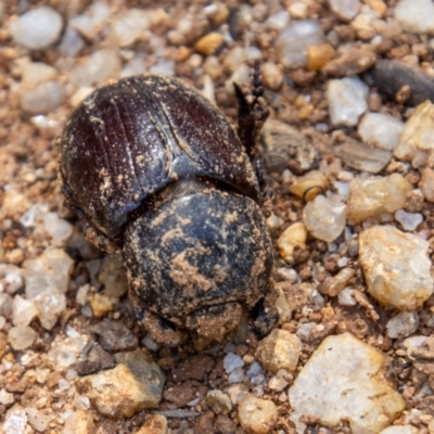 Adoryphorus coulonii (Redheaded pasture cockchafer) at Paddys River, ACT - 25 Nov 2022 by SWishart