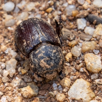 Adoryphorus coulonii (Redheaded pasture cockchafer) at Paddys River, ACT - 24 Nov 2022 by SWishart