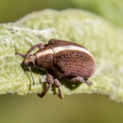 Gonipterus suturalis (Eucalypt weevil) at Tidbinbilla Nature Reserve - 24 Nov 2022 by SWishart