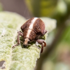 Gonipterus suturalis at Paddys River, ACT - 25 Nov 2022