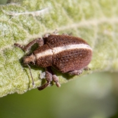 Gonipterus suturalis at Paddys River, ACT - 25 Nov 2022