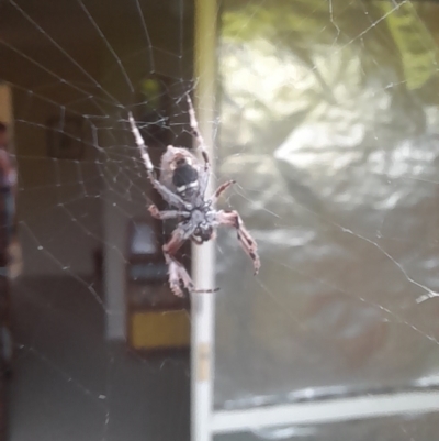 Unidentified Orb-weaving spider (several families) at Holt, ACT - 27 Nov 2022 by VanceLawrence