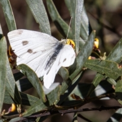 Pieris rapae (Cabbage White) at Paddys River, ACT - 24 Nov 2022 by SWishart