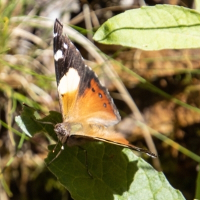 Vanessa itea (Yellow Admiral) at Tidbinbilla Nature Reserve - 24 Nov 2022 by SWishart