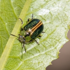 Calomela bartoni (Acacia Leaf Beetle) at Tidbinbilla Nature Reserve - 24 Nov 2022 by SWishart