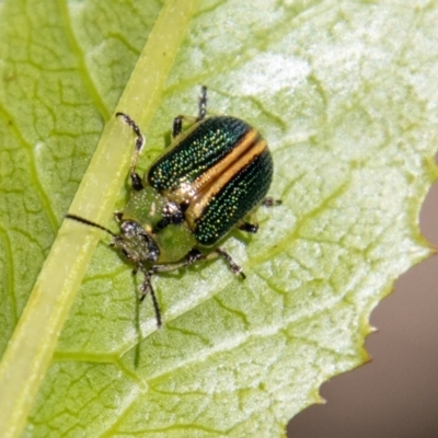 Calomela bartoni (Acacia Leaf Beetle) at Paddys River, ACT - 24 Nov 2022 by SWishart