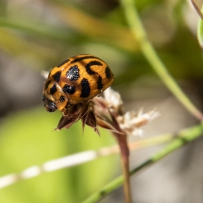 Peltoschema oceanica (Oceanica leaf beetle) at Tidbinbilla Nature Reserve - 24 Nov 2022 by SWishart