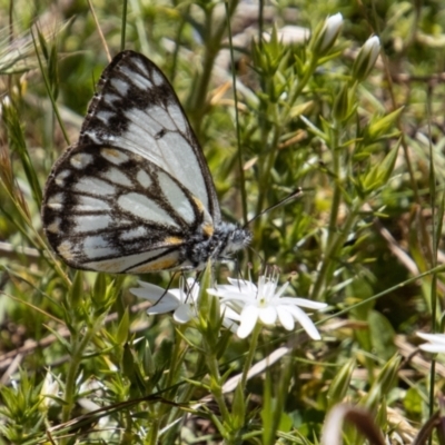 Belenois java (Caper White) at Paddys River, ACT - 25 Nov 2022 by SWishart