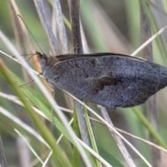 Heteronympha merope (Common Brown Butterfly) at Tidbinbilla Nature Reserve - 25 Nov 2022 by SWishart