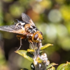 Microtropesa sp. (genus) (Tachinid fly) at Namadgi National Park - 25 Nov 2022 by SWishart