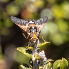 Microtropesa sp. (genus) at Cotter River, ACT - 25 Nov 2022