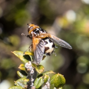 Microtropesa sp. (genus) at Cotter River, ACT - 25 Nov 2022