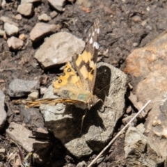 Vanessa kershawi (Australian Painted Lady) at Namadgi National Park - 25 Nov 2022 by SWishart