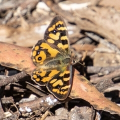 Argynnina cyrila (Forest Brown, Cyril's Brown) at Paddys River, ACT - 25 Nov 2022 by SWishart