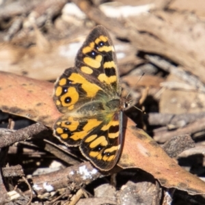 Argynnina cyrila at Paddys River, ACT - 25 Nov 2022