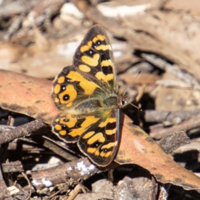 Argynnina cyrila (Forest Brown, Cyril's Brown) at Paddys River, ACT - 25 Nov 2022 by SWishart