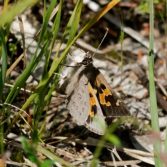 Trapezites phigalia (Heath Ochre) at Black Mountain - 27 Oct 2022 by DPRees125