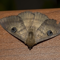 Dasypodia selenophora (Southern old lady moth) at Higgins, ACT - 27 Nov 2022 by AlisonMilton