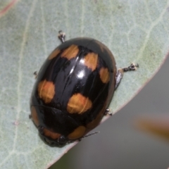 Paropsisterna beata (Blessed Leaf Beetle) at Hawker, ACT - 27 Nov 2022 by AlisonMilton