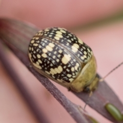 Paropsis pictipennis (Tea-tree button beetle) at Hawker, ACT - 27 Nov 2022 by AlisonMilton